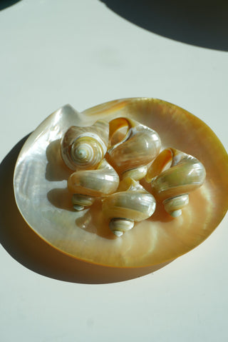 SHELL LEVEL 1000