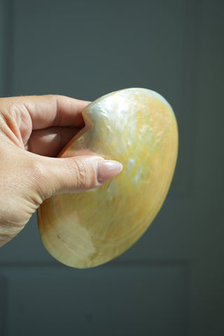 MOTHER OF PEARL SHELL JEWELRY TRAY