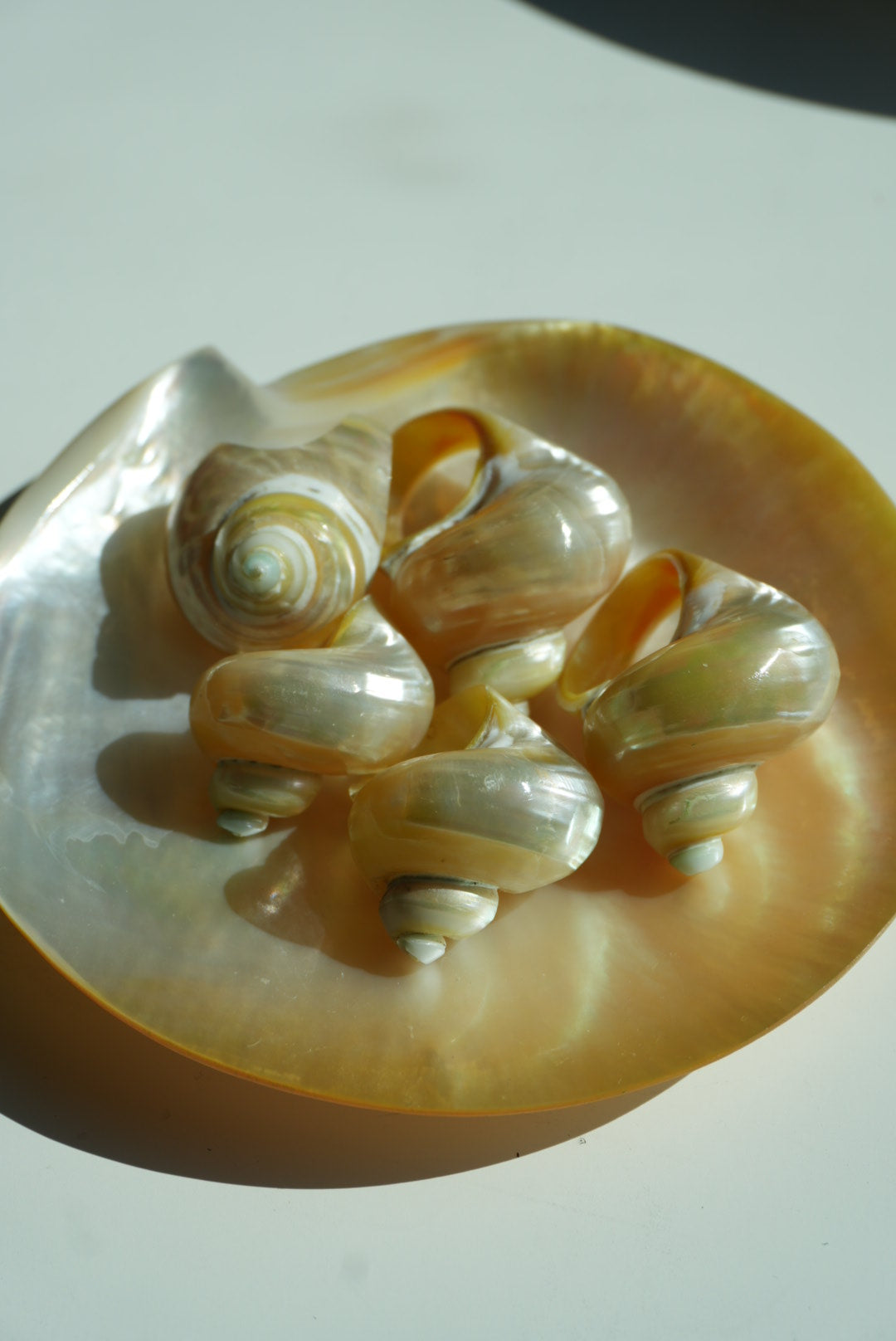 SHELL LEVEL 1000