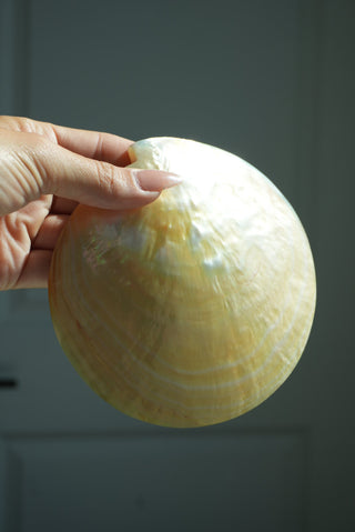 MOTHER OF PEARL SHELL JEWELRY TRAY