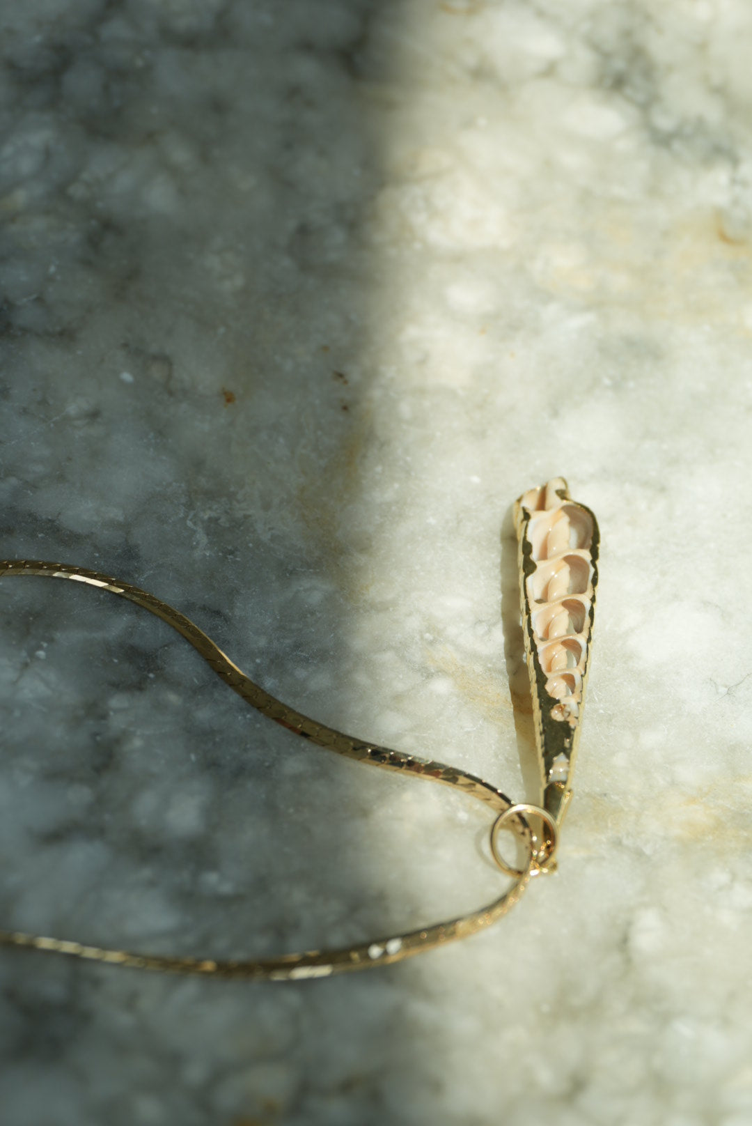 SEASHELLS