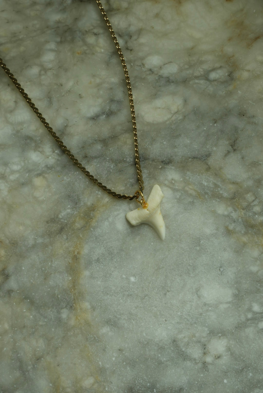 GOLDEN SHARKTOOTH
