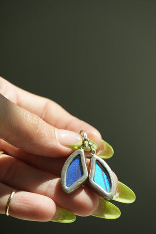 MORPHO BUTTERFLY WINGS