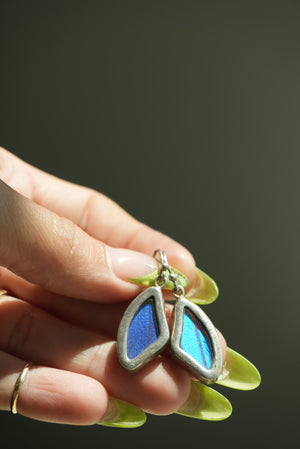 MORPHO BUTTERFLY WINGS